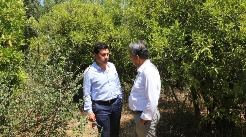 Bodrum’un mandalina bahçeleri turistik olacak