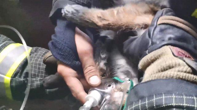 İtfaiye ekipleri yangından etkilenen kediyi böyle kurtardı