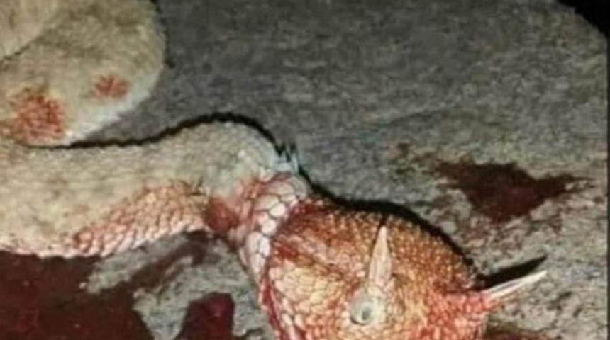 Mardin&rsquo;de boynuzlu yılan g&ouml;r&uuml;ld&uuml;