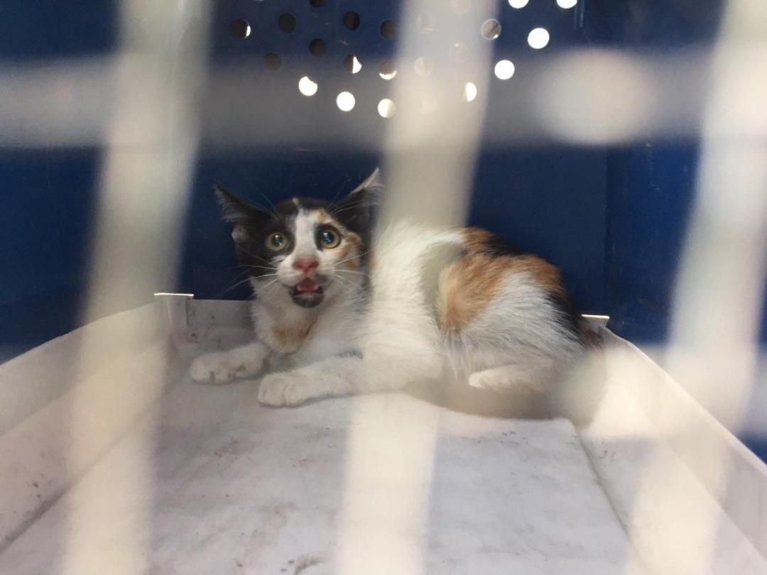 (&Ouml;zel) Araca sıkışan kediye &rsquo;playback&rsquo; kurtarma