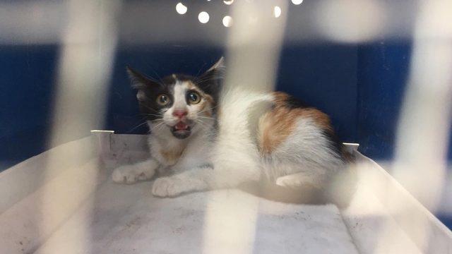 (Özel) Araca sıkışan kediye ’playback’ kurtarma