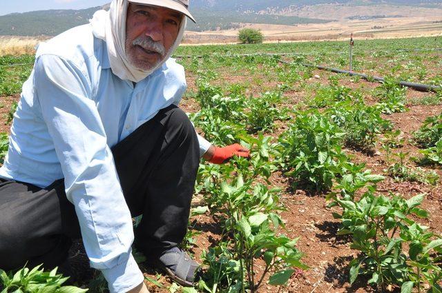 Kırmızı Biber üreticilerinden fiyat uyarısı