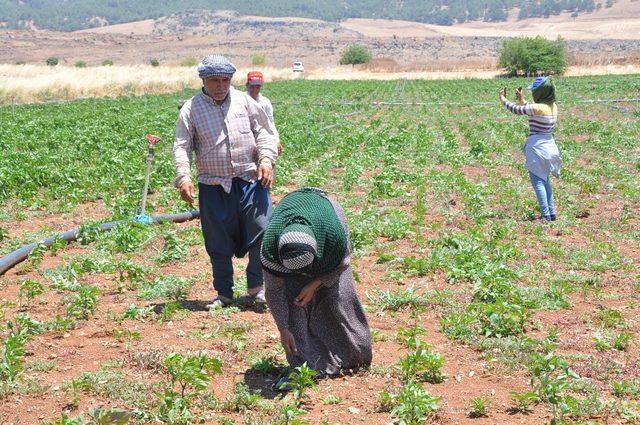 Kırmızı Biber üreticilerinden fiyat uyarısı