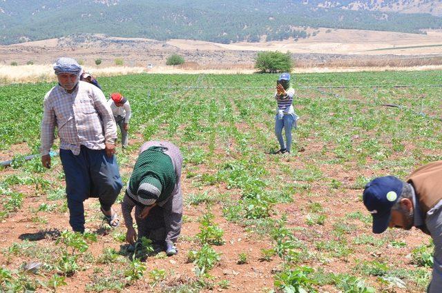 Kırmızı Biber üreticilerinden fiyat uyarısı