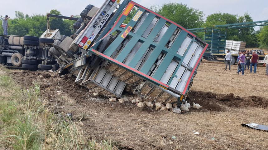 Kadirli'de TIR devrildi, 4 bin tavuk telef oldu