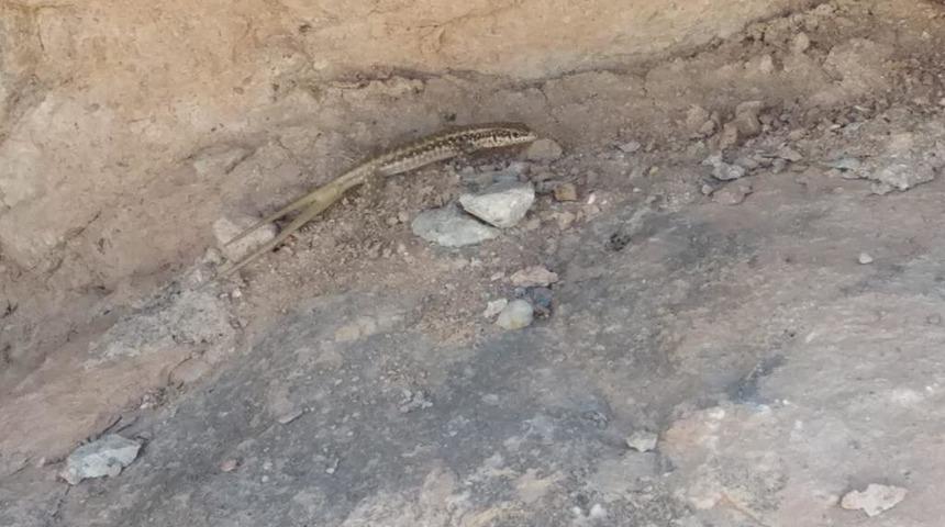 Batman'da, '&ccedil;ift kuyruklu' kertenkele g&ouml;r&uuml;ld&uuml;