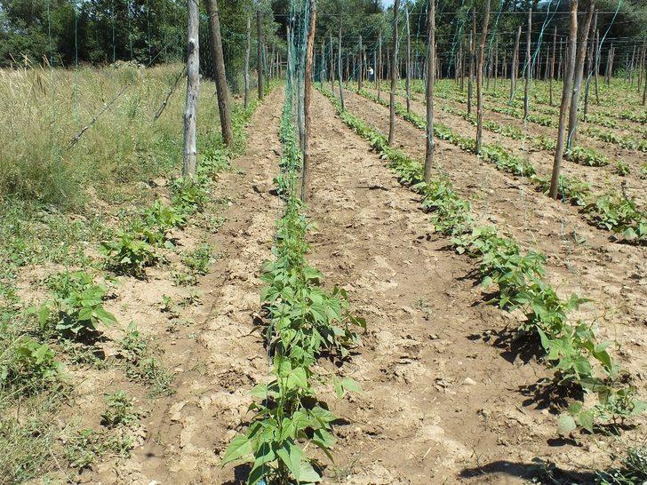 Çiftçinin umudu ’Pazaryeri boncuğu’ G1