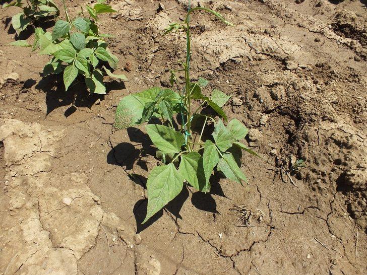 Çiftçinin umudu ’Pazaryeri boncuğu’ G2