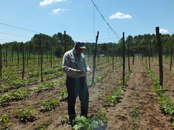 Çiftçinin umudu ’Pazaryeri boncuğu’ G4