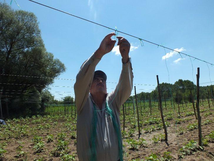 Çiftçinin umudu ’Pazaryeri boncuğu’ G5