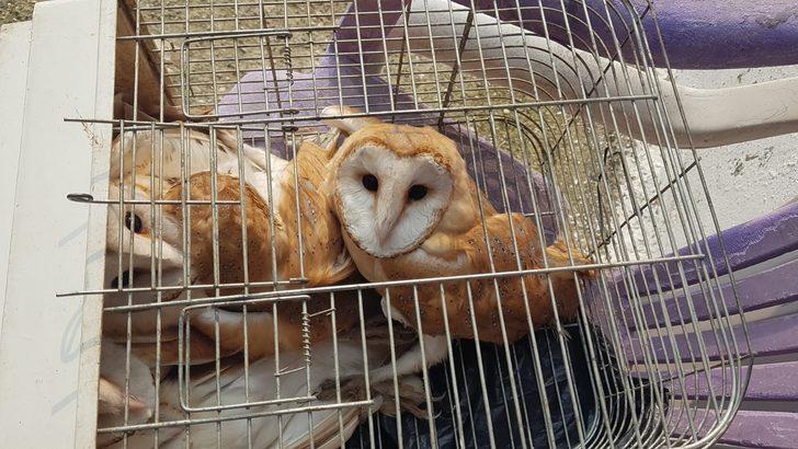 Gece çığlıklarla uyanıyorlardı! Esrarengiz sesin sırrı çözüldü G2