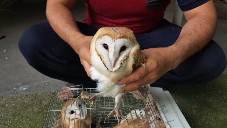 Gece çığlıklarla uyanıyorlardı! Esrarengiz sesin sırrı çözüldü G3