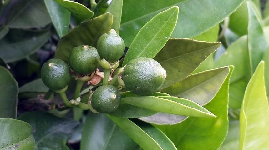 Aydın&rsquo;da turun&ccedil;gil bah&ccedil;elerinde Harnup G&uuml;vesi tehlikesi