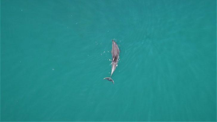 Sevimli yunuslar İstanbul Boğazı'nda! G1