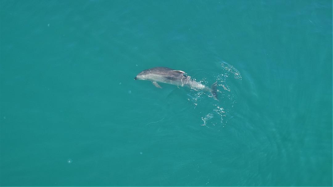 Sevimli yunuslar İstanbul Boğazı'nda!