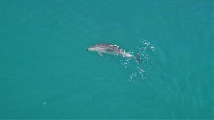 Sevimli yunuslar İstanbul Boğazı'nda! G2