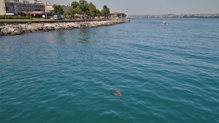 Sevimli yunuslar İstanbul Boğazı'nda! G3