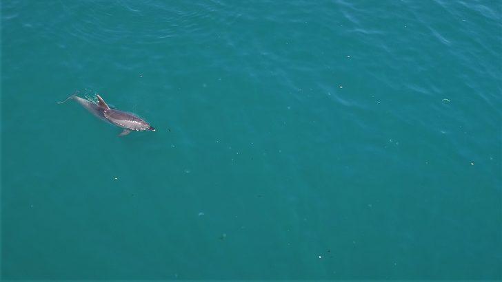 Sevimli yunuslar İstanbul Boğazı'nda! G4