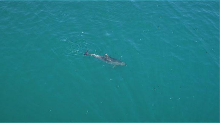 Sevimli yunuslar İstanbul Boğazı'nda! G5