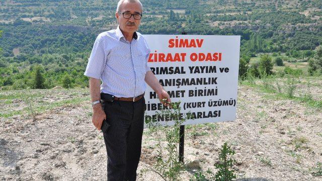 Simav’da “Goji Beryy” (Kurt üzümü) deneme ekimi