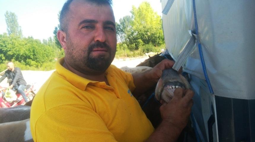 Büyükbaş hayvanın yaşını dişinden tespit ediyorlar