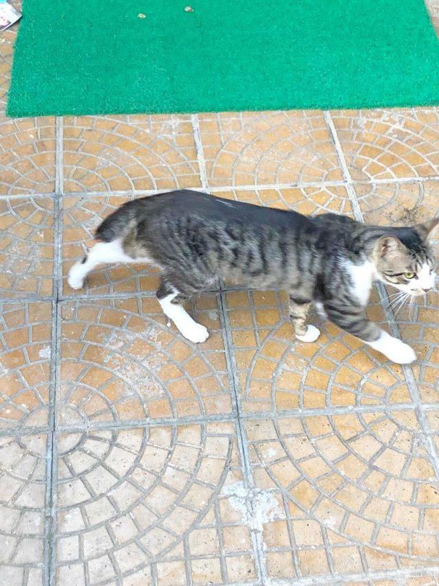 Sokak sokak gezip, kedilere işkence yapanı arıyor