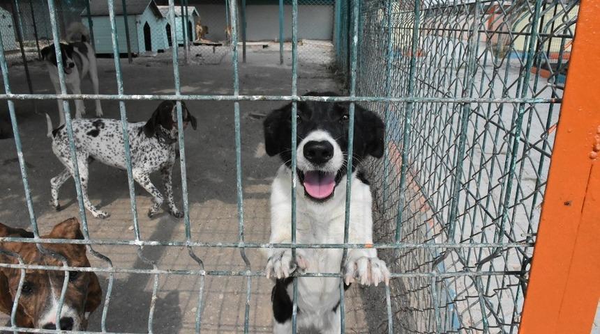 Tarsus’taki köpek bakım ve ıslah evinde tadilat yapıldı