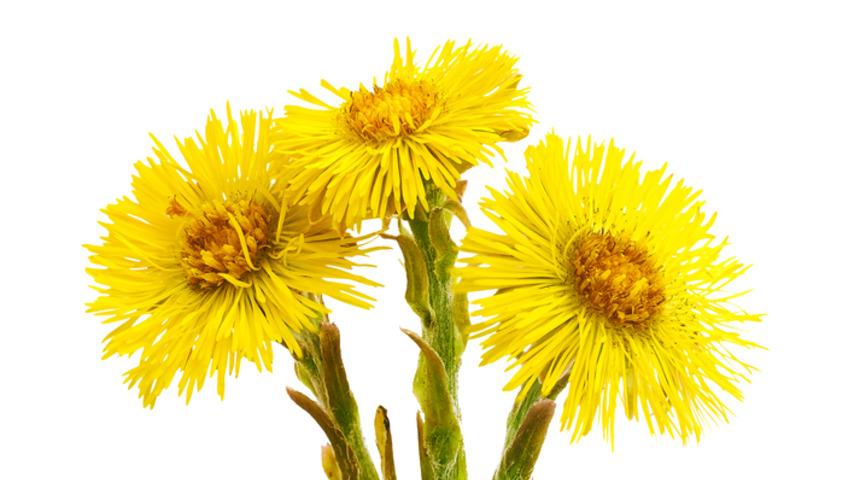 Ö ile bitki ismi kaç tane sayabilirsiniz? İşte ö harfi ile başlayan bitkiler 