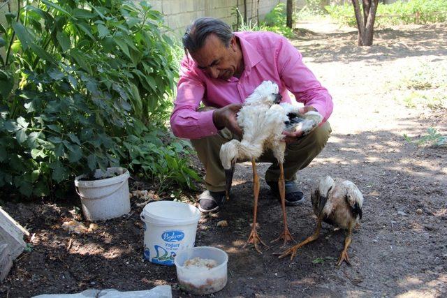 Yuvalarından düşen yavru leylekleri ekipler kurtardı