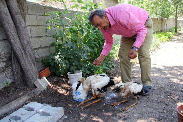 Yuvalarından düşen yavru leylekleri ekipler kurtardı