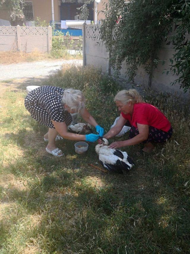 Yuvalarından düşen yavru leylekleri ekipler kurtardı