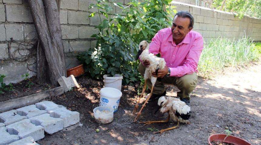 Yuvalarından d&uuml;şen yavru leylekleri ekipler kurtardı