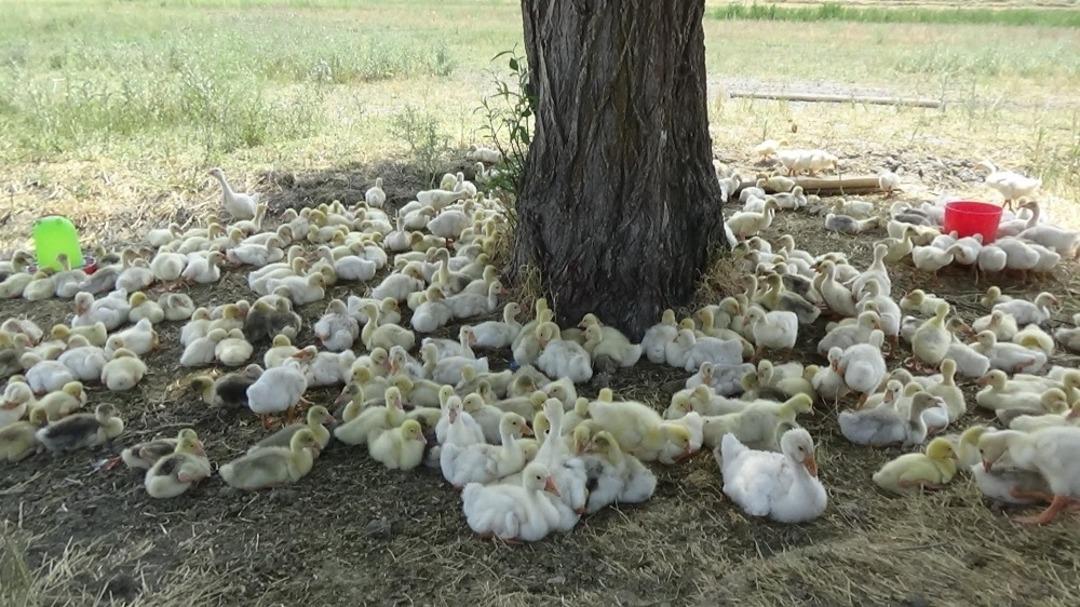 Fabrika gibi kaz &uuml;retimi yapıyorlar