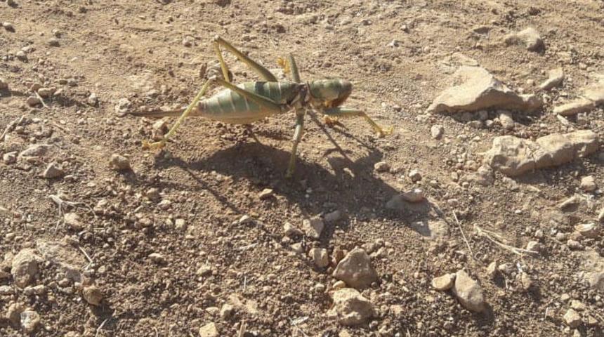 Dev çekirge bu kez Mardin'de görüldü