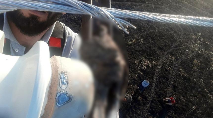 Güvercin elektrik teline takılınca buğday tarlası kül oldu