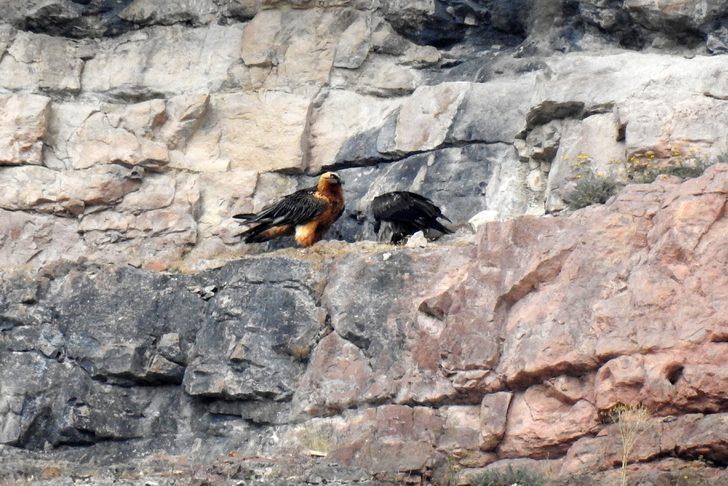 Kırmızı listedeki Sakallı Akbaba 2 yıllık takip sonrası ilk kez görüntülendi G1