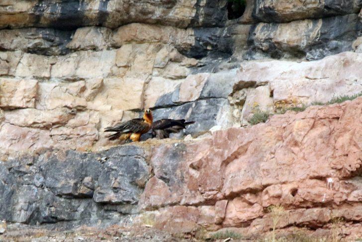 Kırmızı listedeki Sakallı Akbaba 2 yıllık takip sonrası ilk kez görüntülendi G3