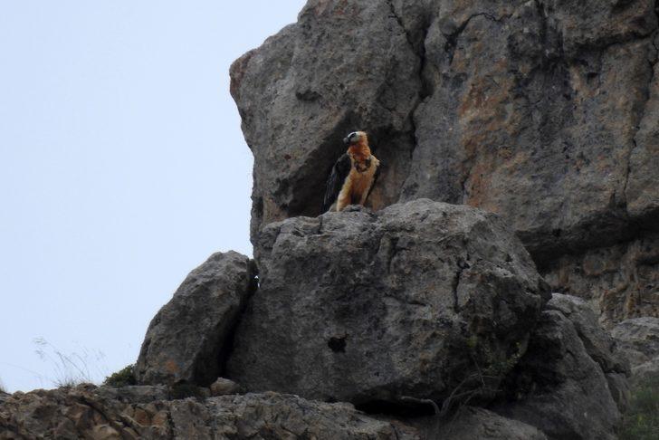 Kırmızı listedeki Sakallı Akbaba 2 yıllık takip sonrası ilk kez görüntülendi G2