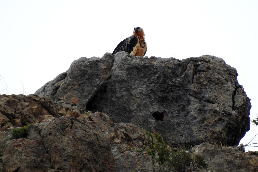 Kırmızı listedeki Sakallı Akbaba 2 yıllık takip sonrası ilk kez g&ouml;r&uuml;nt&uuml;lendi