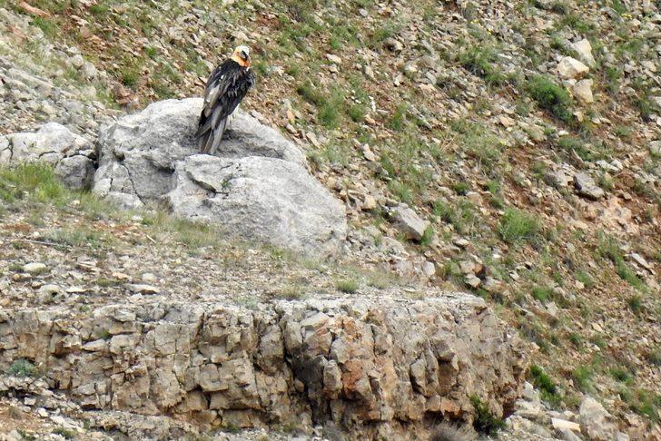 Kırmızı listedeki Sakallı Akbaba 2 yıllık takip sonrası ilk kez görüntülendi G4