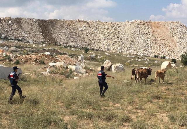 Kayıp inekler drone ile bulundu