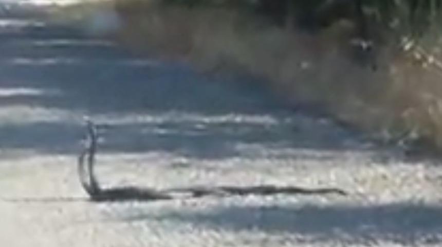 Yılanlar karayolunda dans ederken g&ouml;r&uuml;nt&uuml;lendi