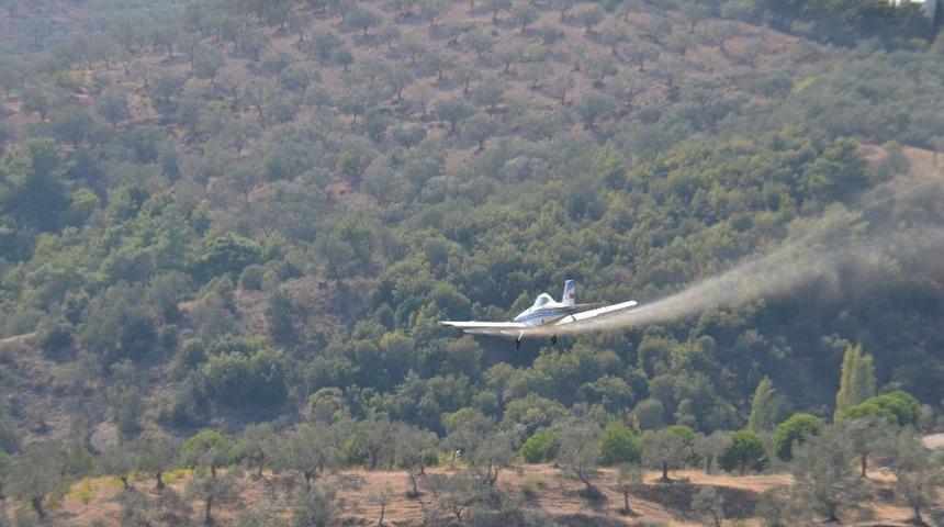 Zeytin sineği ile havadan mücadele olmayacak