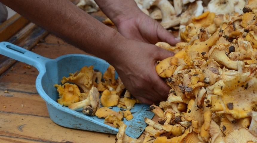 ‘Tirmit mantarı’ tezgahlarda