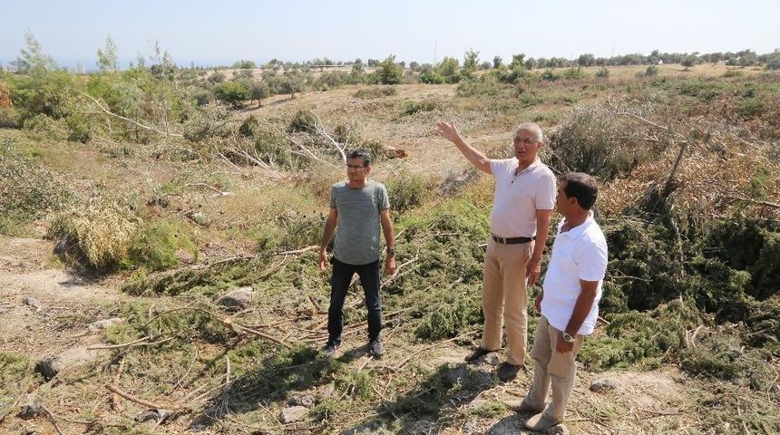 Orman arazisi talanına dava