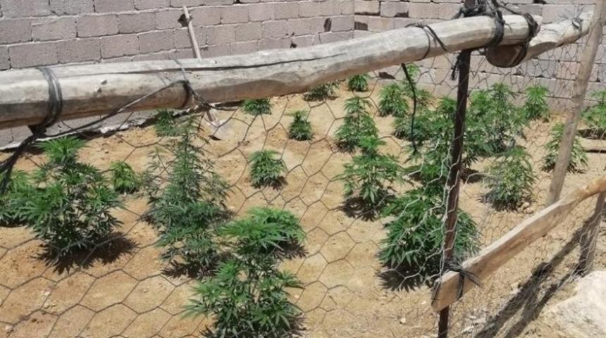 Bağ evinde yetiştirilen Hint kenevirleri imha edildi