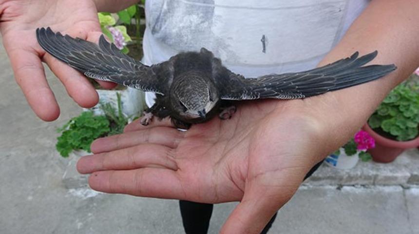 "İlk kez görüyorum, internetten araştırdığım zaman..."