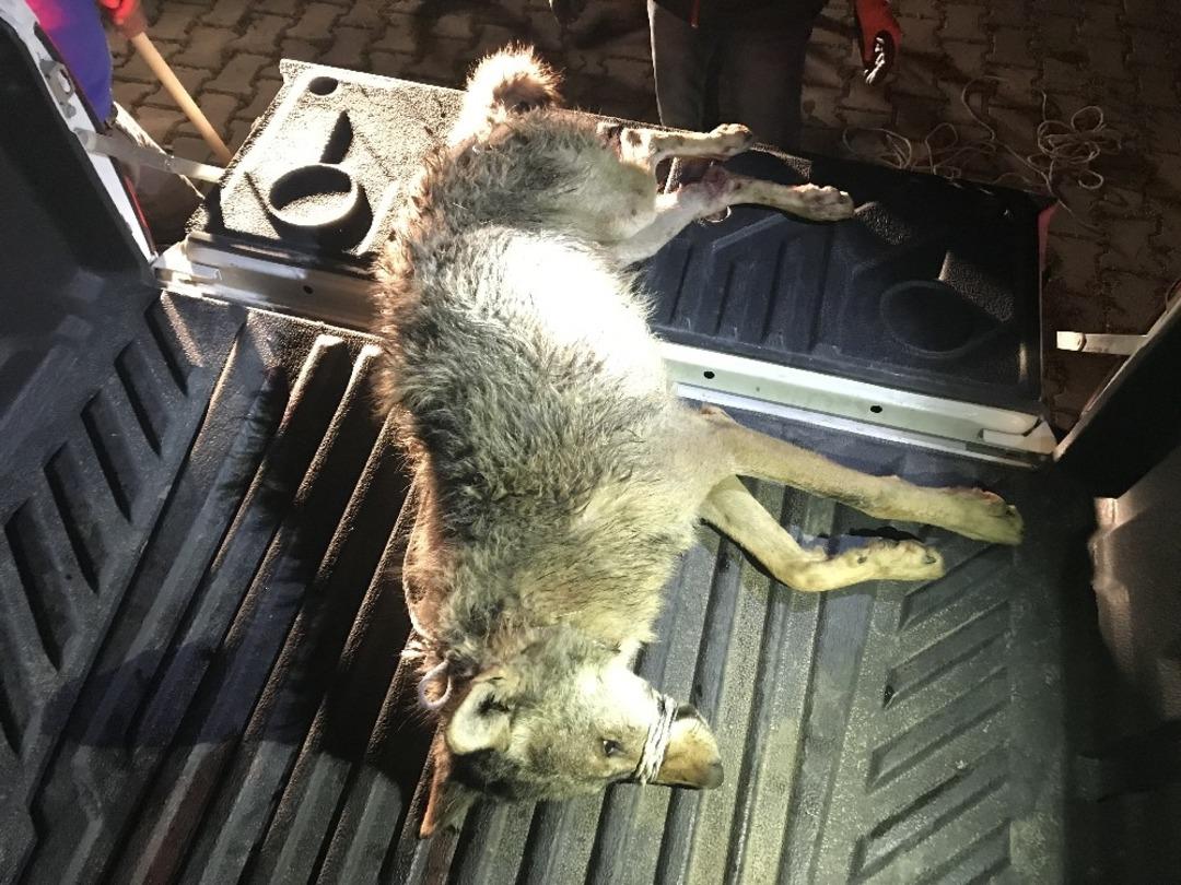 Aracın &ccedil;arptığı yaralı kurt tedavi altına alındı