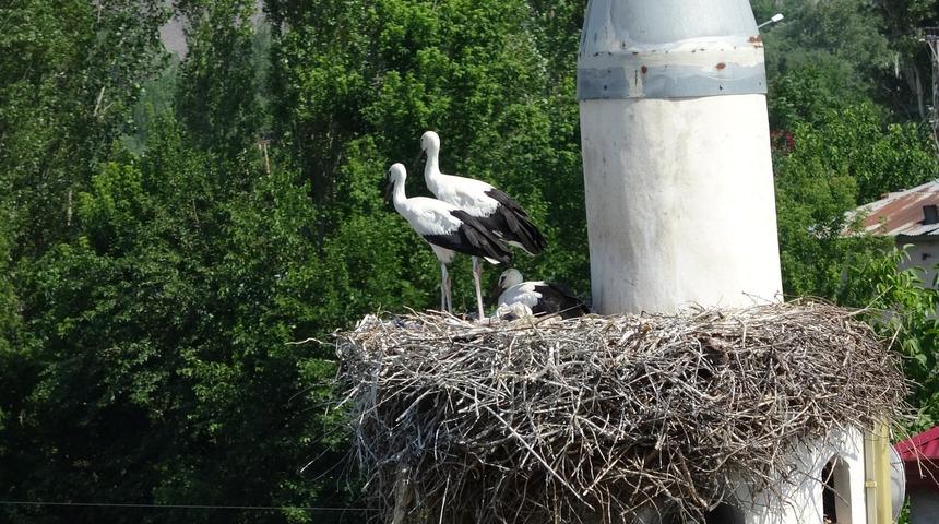 Caminin minareleri 6 yıldır leyleklere yuva oluyor
