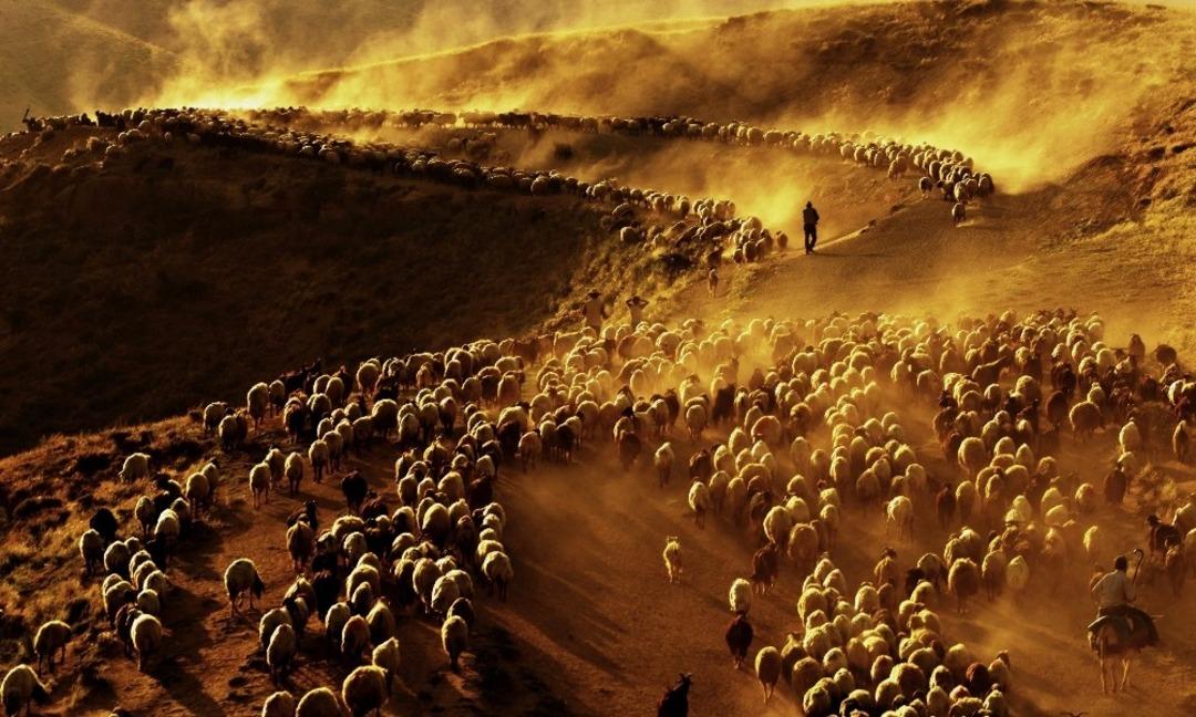 (&Ouml;zel Haber) S&uuml;r&uuml;lerin tozlu yolculuğu